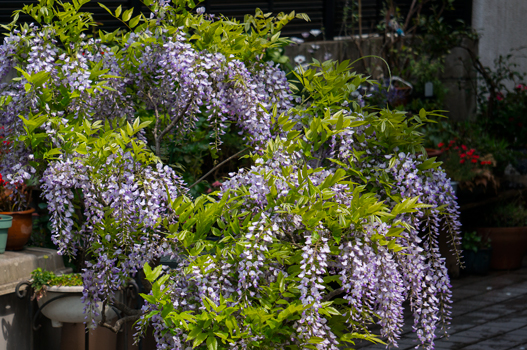 お楽しみ： 鉢植えの藤が咲きました。: 和み時